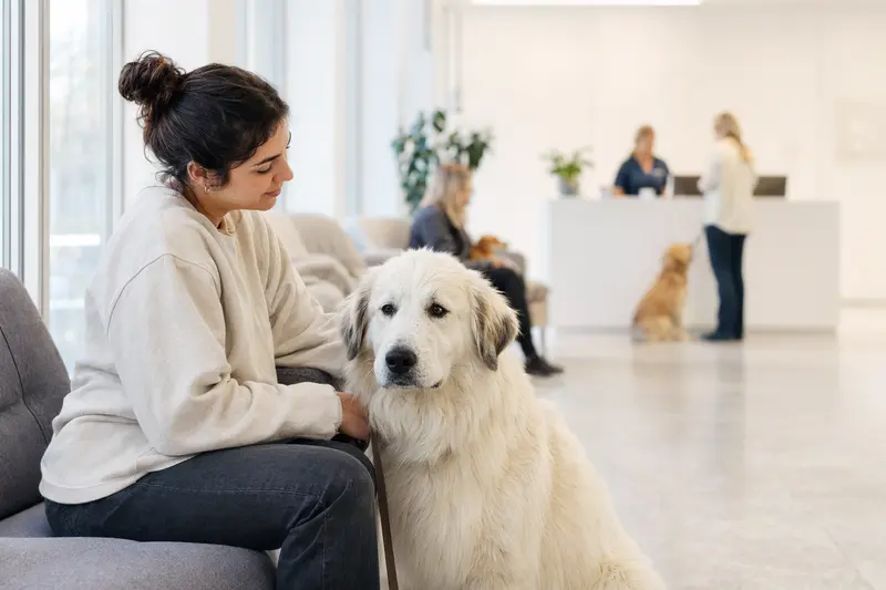 Maremmen-Abruzzen-Schäferhund sitzt ruhig neben seinem Besitzer im hellen Wartezimmer einer modernen Tierarztpraxis.